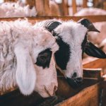 mimpi ternak kambing